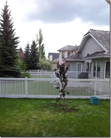 diy tree planting, day one